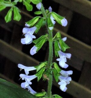 Salvia plectranthoides