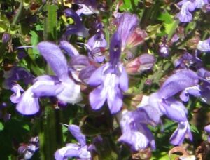 Salvia forskaohlei