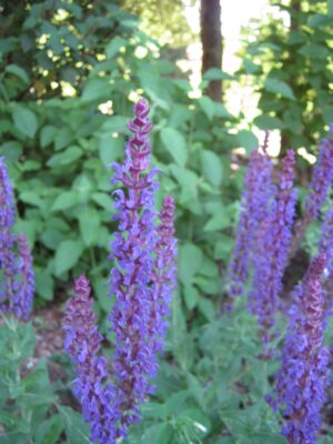 Salvia nemorosa 'East Friesland'