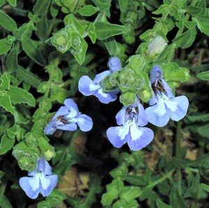 Salvia dentata