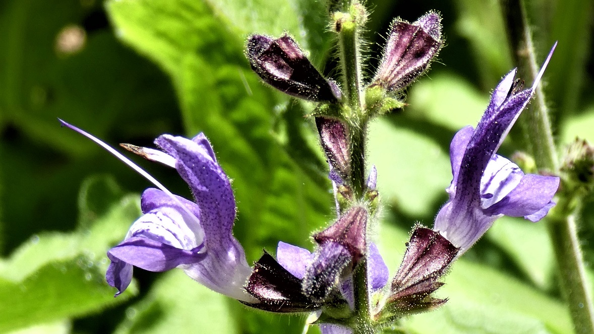 Salvia forskaohlei