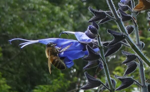Salvia macrophylla purpurescens with bee