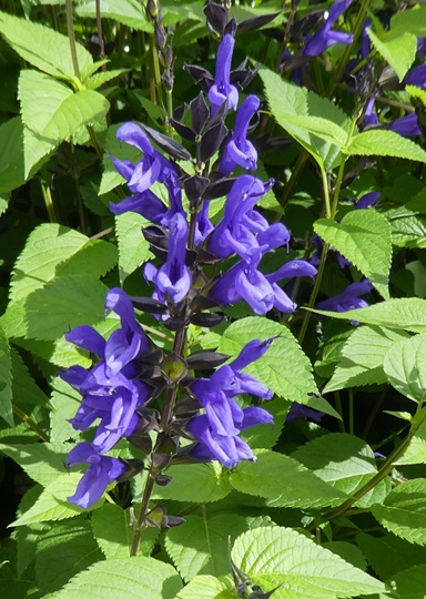 Salvia 'Blue Knight'