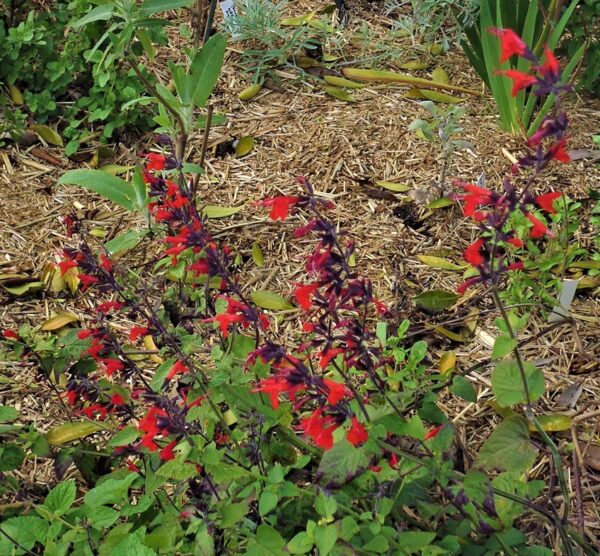 Salvia coccinea 'Forest Flame'
