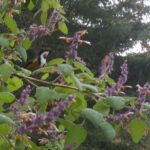 Salvia lasiantha