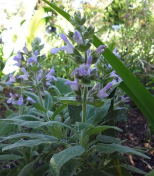 Salvia 'Greek Skies'