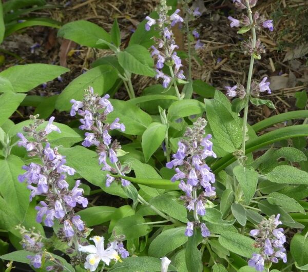 Salvia 'Greek Skies'