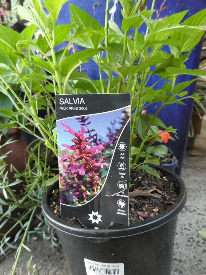Salvia 'Pink Princess'