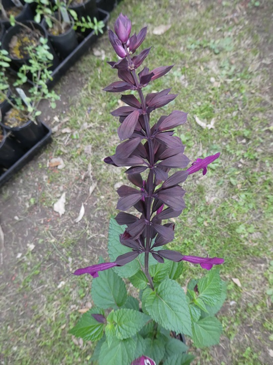 Salvia 'Plum Crazy'