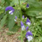 Salvia pratensis 'Madeline'