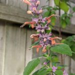 Salvia lasiantha