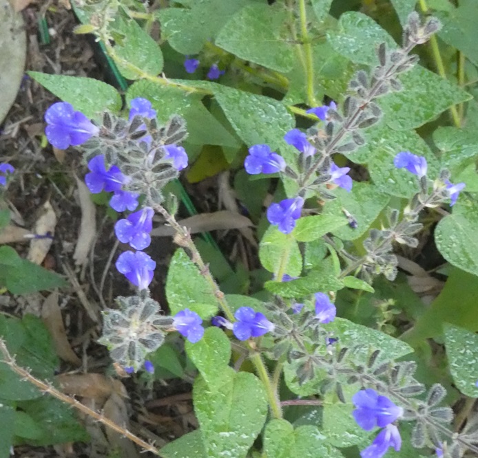Salvia amarissima