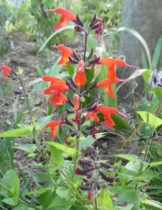 Salvia coccinea 'Forest Fire'