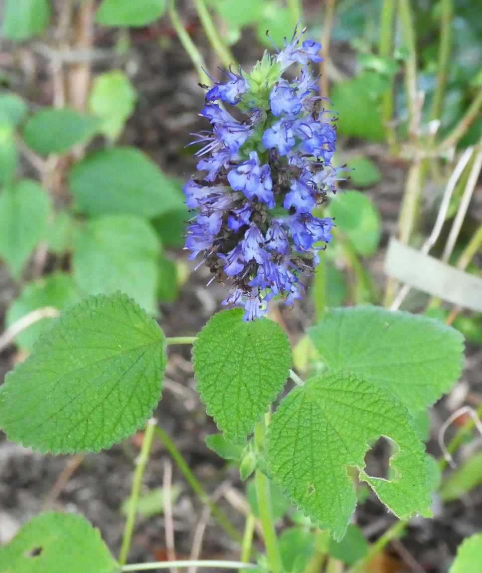 Salvia densiflora