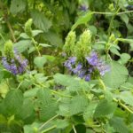 Salvia densiflora