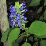 Salvia densiflora