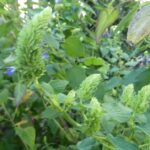 Salvia densiflora
