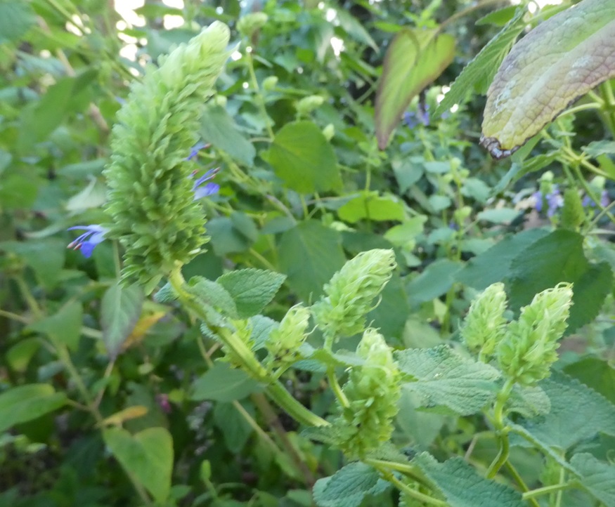 Salvia densiflora