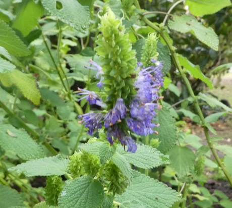 Salvia densiflora Salvia densiflora