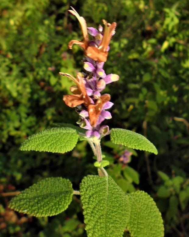 Salvia lasiantha