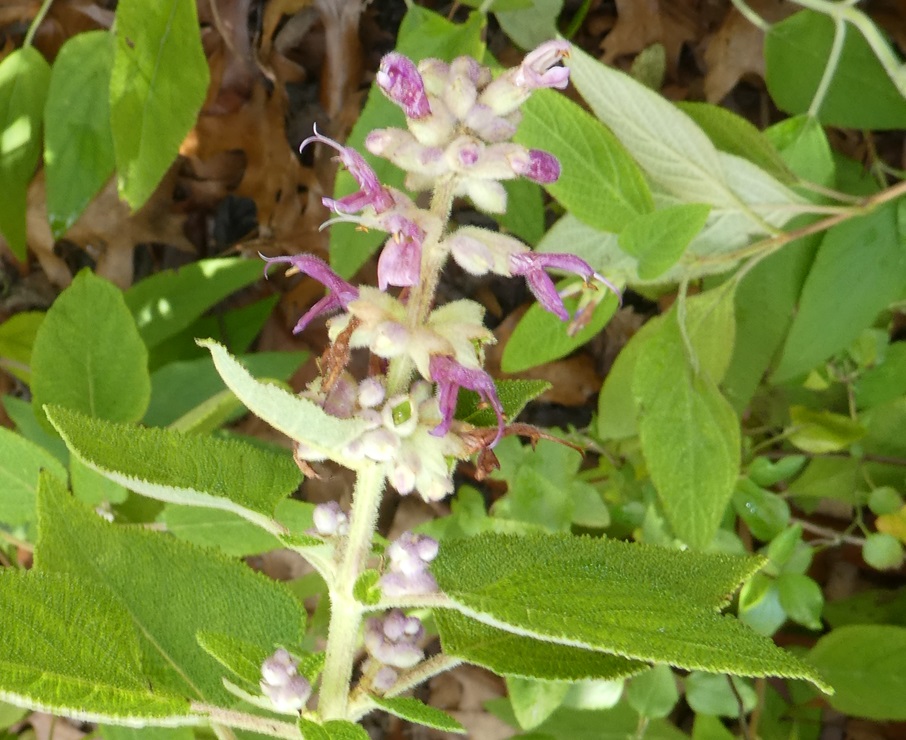 Salvia lasiantha 'Kathe' Salvia lasiantha 'Kathe'