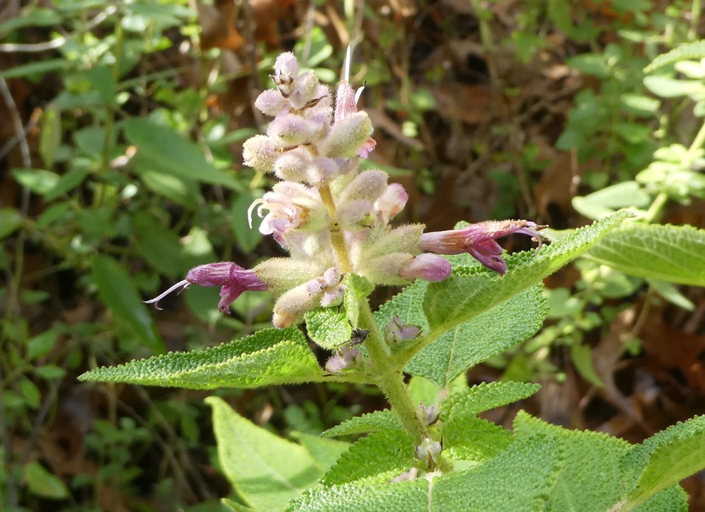 Salvia lasiantha 'Kathe'