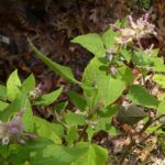Salvia lasiantha 'Kathe'