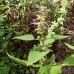 Salvia lasiantha 'Kathe'