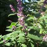 Salvia lasiantha