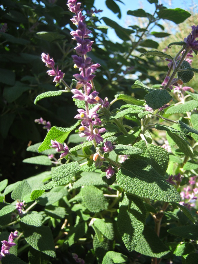 Salvia lasiantha