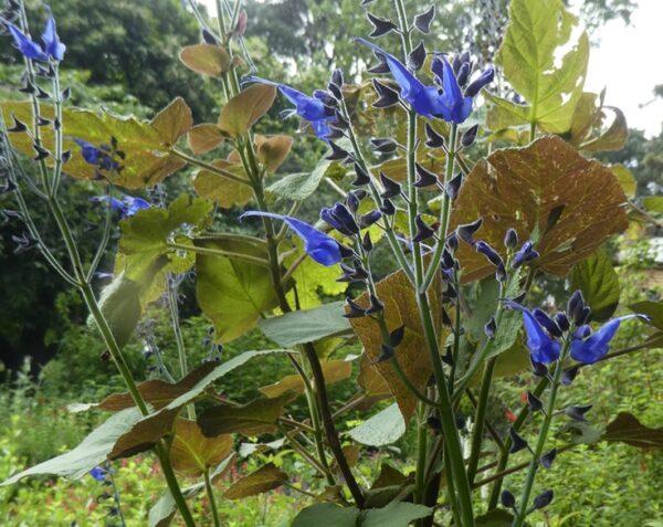Salvia macrophylla purpurescens