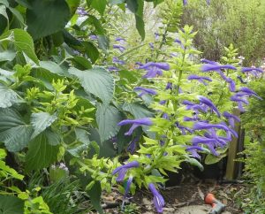 Salvia mexicana 'Lolita'