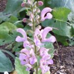 Salvia pratensis 'Sweet Esmeralda'