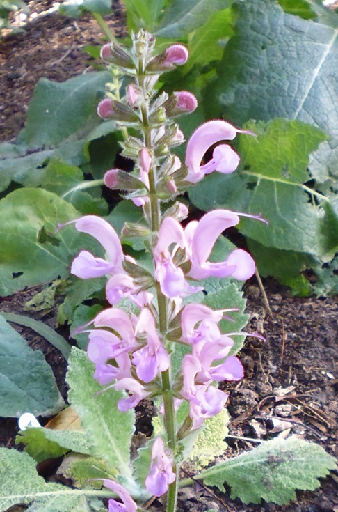 Salvia pratensis 'Sweet Esmeralda'