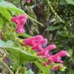 Salvia quitensis