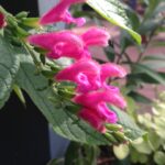 Salvia quitensis