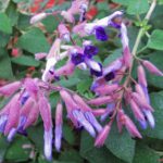 Salvia semiatrata