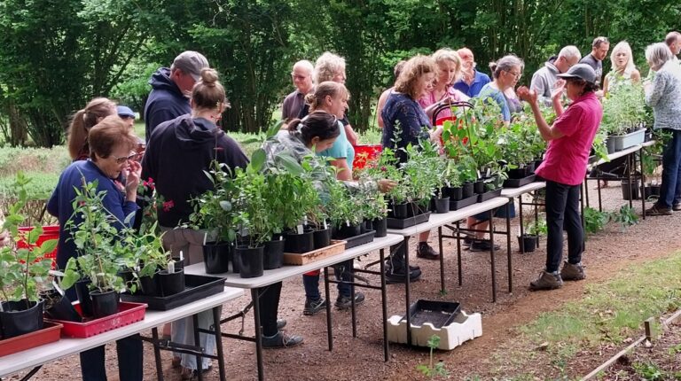 Annual Salvia Sale Day 2024