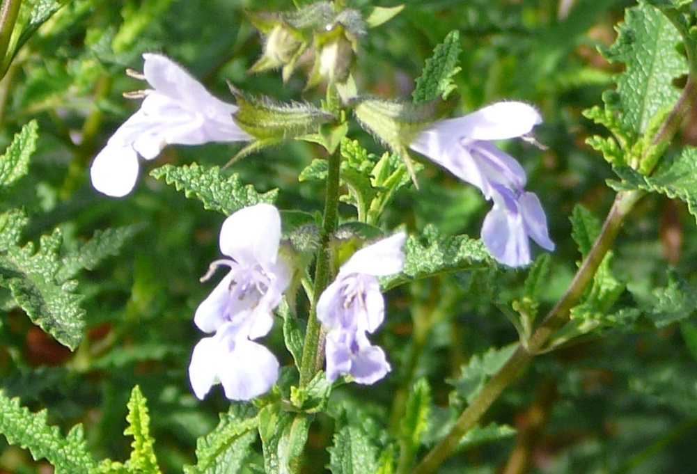 Salvia 'Finngrove