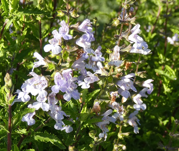 Salvia 'Finngrove'