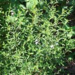 Salvia 'Finngrove'