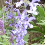 Salvia pratensis 'Indigo'