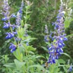 Salvia flocculosa