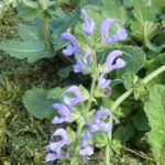 Salvia pratensis 'Skydance'