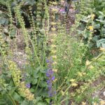 Salvia pratensis 'Indigo'