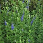 Salvia flocculosa