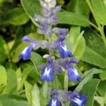 Salvia flocculosa