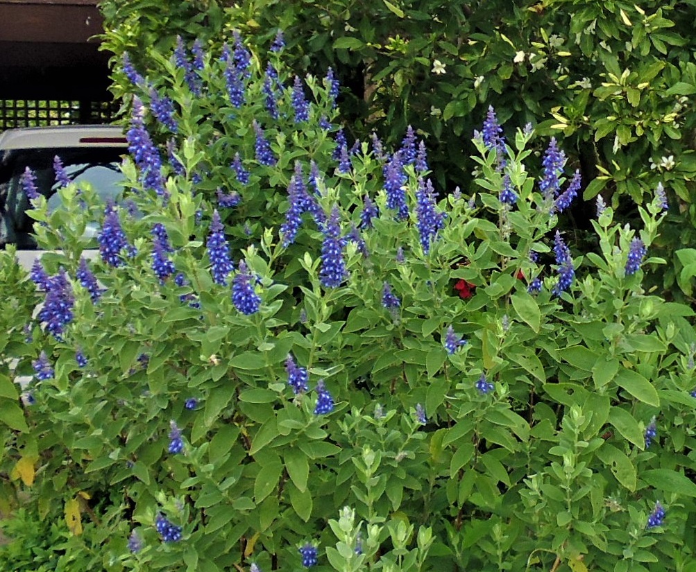 Salvia flocculosa Salvia flocculosa