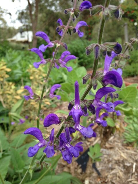 Salvia pratensis 'Indigo'