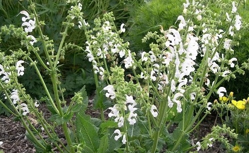 Salvia pratensis 'Swan Lake'